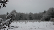 IMG_9925 (Copier)